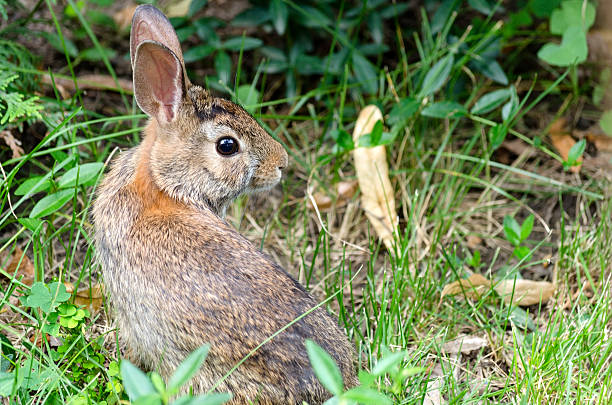 istock Baby rabbit in summer garden. 471013232