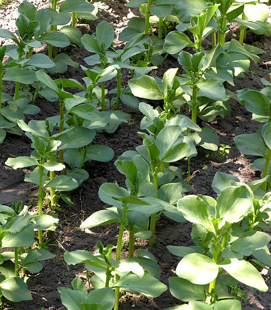 Broad bean stock photo