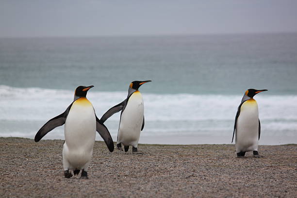 istock King Penguins in the Falklands 471013470