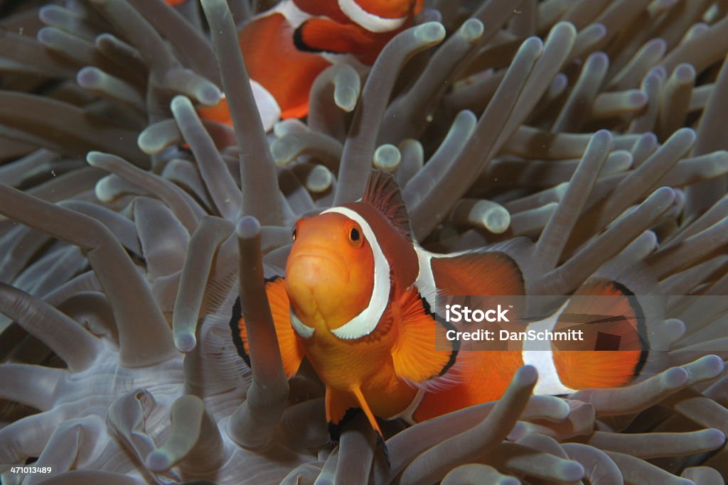 Clown luminosa in Anemonie - Foto stock royalty-free di Anemone di mare