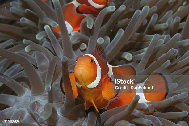 Clown Luminosa In Anemonie - Fotografie stock e altre immagini di Anemone di mare - Anemone di mare, Pungere, Tentacolo