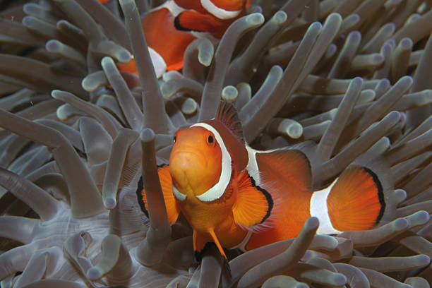 istock Bright Clowns in Anemonie 471013489