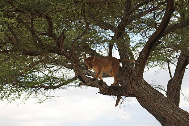 istock Lion on tree, Tanzania 471013604