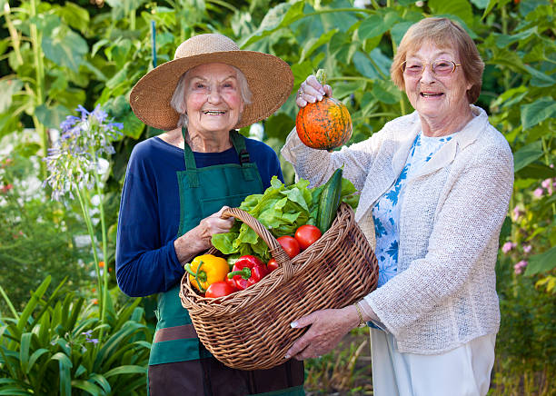 Sênior mulher mostrando Legumes do campo em uma cesta. - foto de acervo