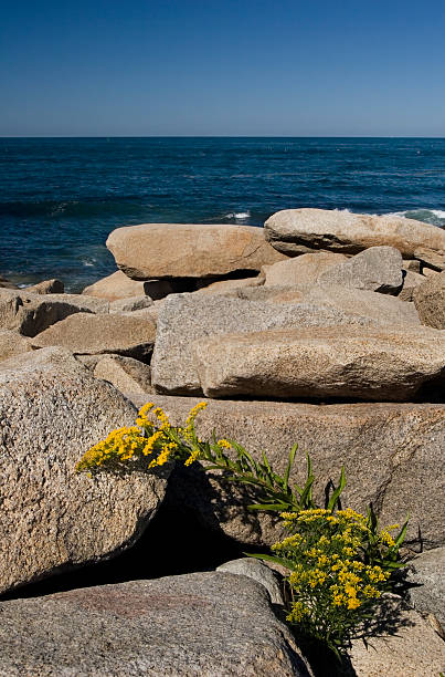 Rock Garden stock photo