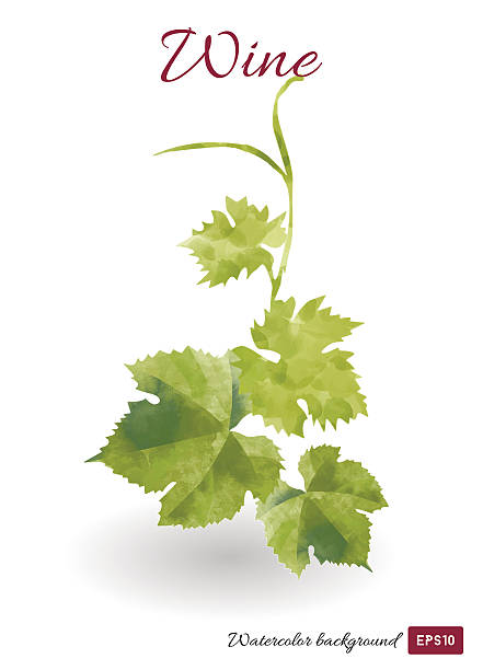ilustraciones, imágenes clip art, dibujos animados e iconos de stock de vector de fondo de acuarela de vinos - vine label grape wine
