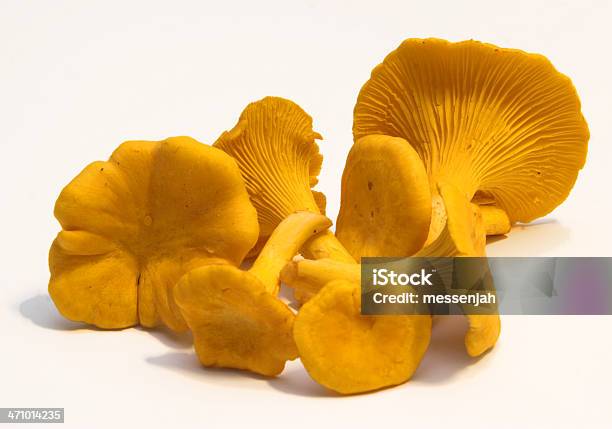 Выбор Chanterelles — стоковые фотографии и другие картинки Лисичка - Лисичка, Белый фон, Гриб