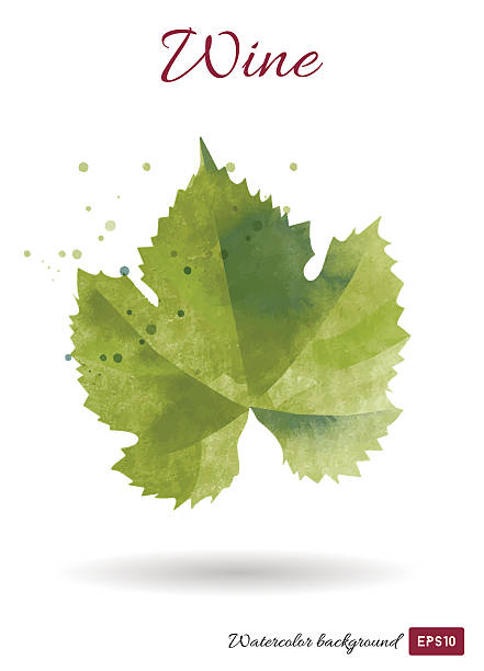 ベクトルワインの水彩バックグラウンド - ブドウの葉点の  イラスト素材／クリップアート素材／マンガ素材／アイコン素材