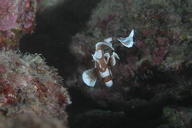 juvenile dużo dropiaty sweetlips (z góry na dół - dropiaty zdjęcia i obrazy z banku zdjęć