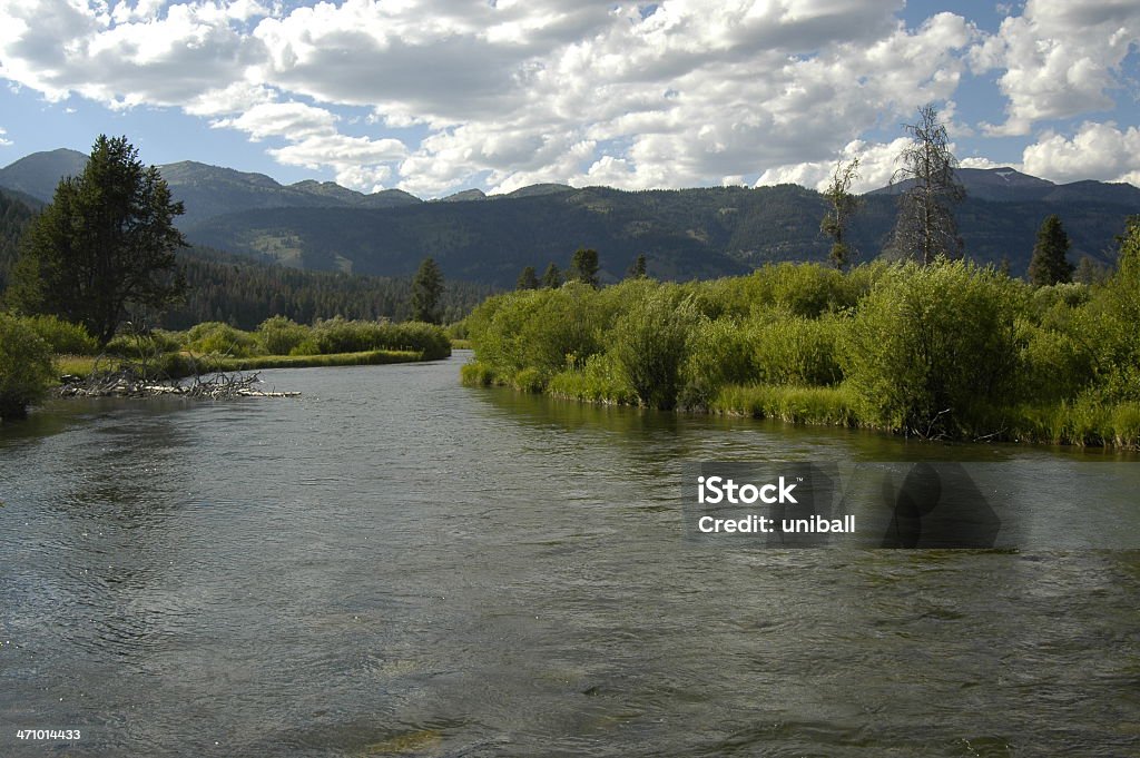 ruisseau du Wyoming - Photo de Arbre libre de droits