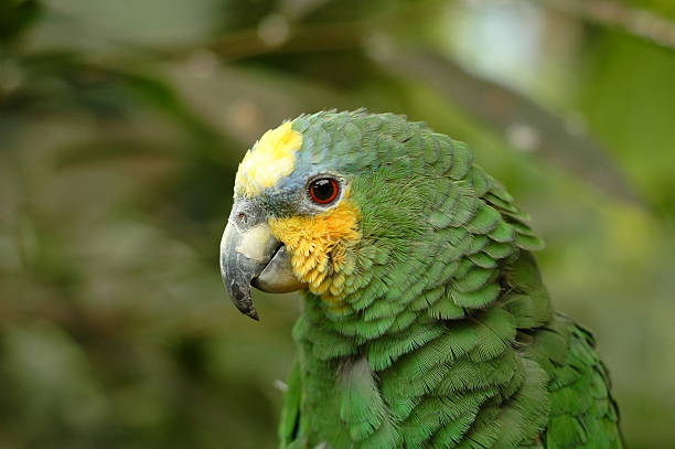 Green Amazon Parrot stock photo
