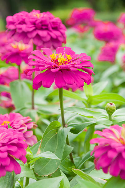 istock Pink Zinnia flower 471014660