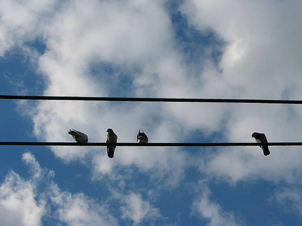 Oiseaux sur un fil de fer - Photo