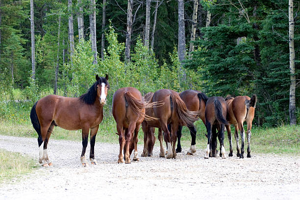 istock Stallion and His Ladies 471015629