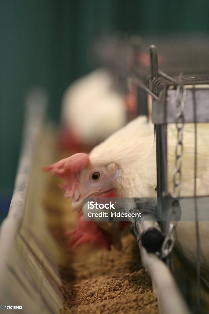 hens lactancia, colocación de huevos - Foto de stock de Alimentar libre de derechos