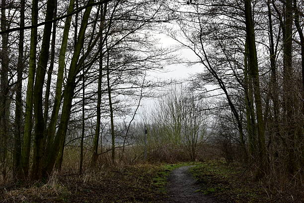 istock Meadows on the Steinhuder Meer. 471016244