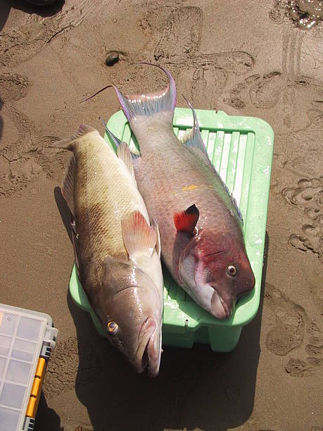 Catch of the day The prize from a few hours on a boat feeling seasick - 2 big fish! fish dead animal dead body death stock pictures, royalty-free photos & images