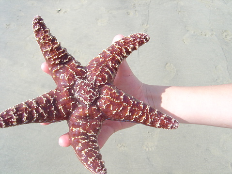 Starfish at 28th Street jetty in Newport Beach, CA