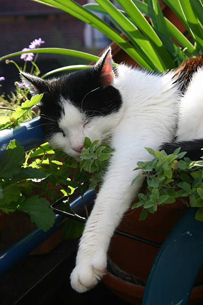 Cat mint Black and white cat laying on a pot of catmint. nepeta faassenii stock pictures, royalty-free photos & images