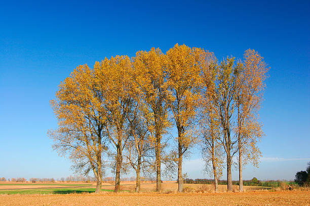 http://www.istockphoto.com/file_thumbview_approve.php?size=1&id=925210