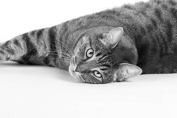 istock El Gato Lounging BW 471018337