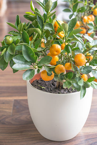 istock Mandarin tree in the flower pot 471018490