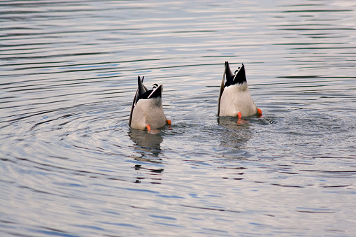 a whimsical picture of two ducks in synchronized bobbng