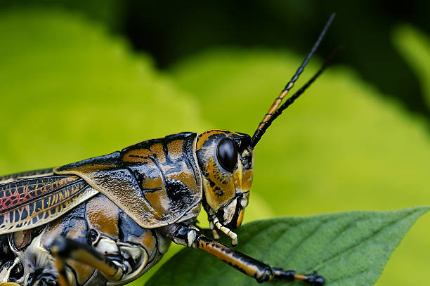 Eastern Lubber Grasshoppper Macro of Eastern Lubber Grasshopper on a green leaf. orthoptera stock pictures, royalty-free photos & images