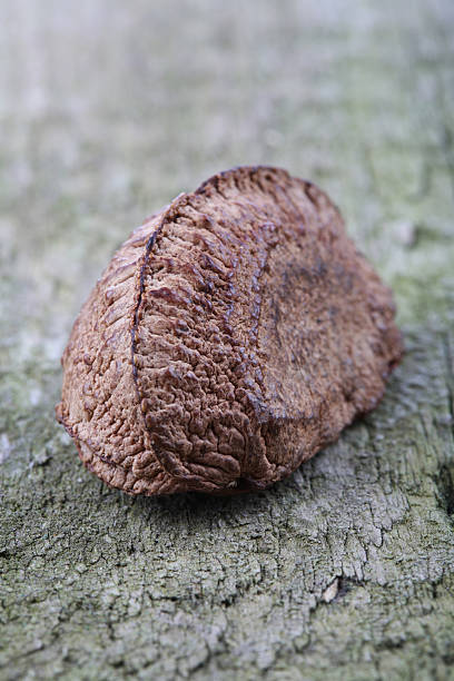 istock Brazil nut on wooden background 471019190