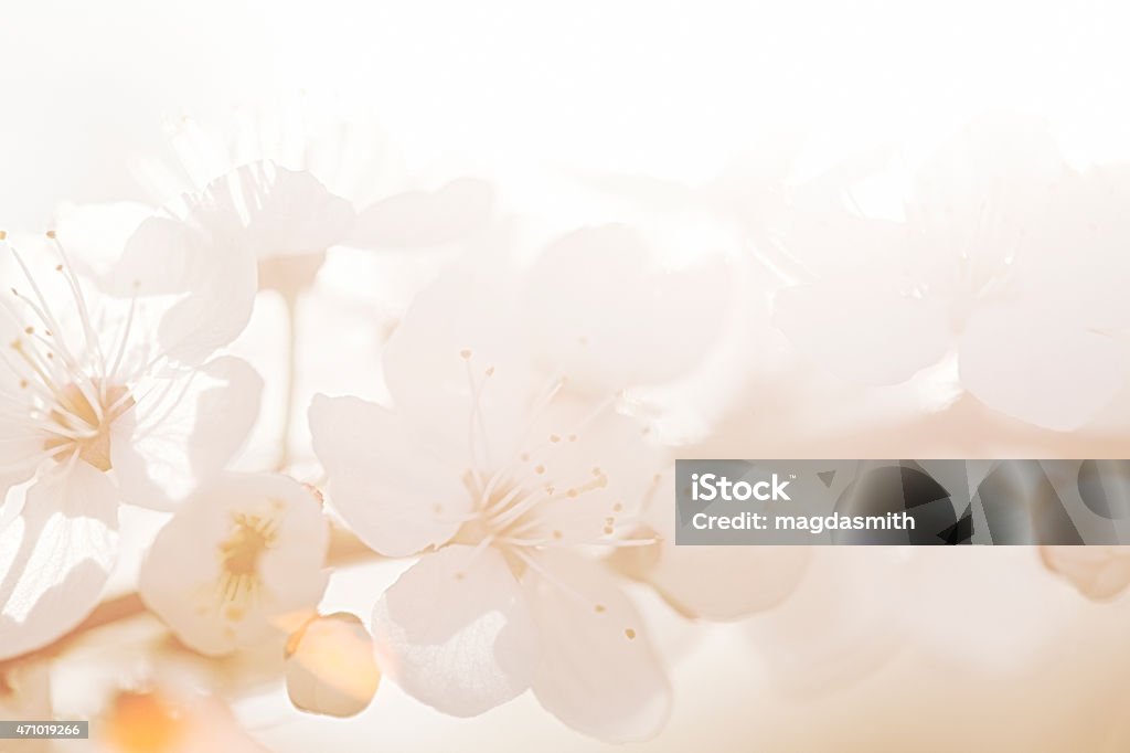 plum blossoms during sunrise Pastel-coloured brightly-lit plum blossoms at sunset.The camera is focused selectively on the flower heads. There is a lens flare in the bottom left corner. The image is orange toned. 2015 Stock Photo