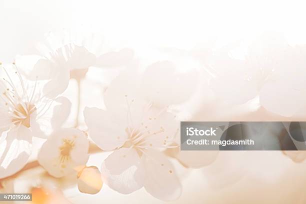 Plum Blossoms During Sunrise Stock Photo - Download Image Now - 2015, Back Lit, Beauty