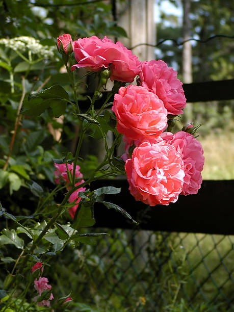 Roses stock photo