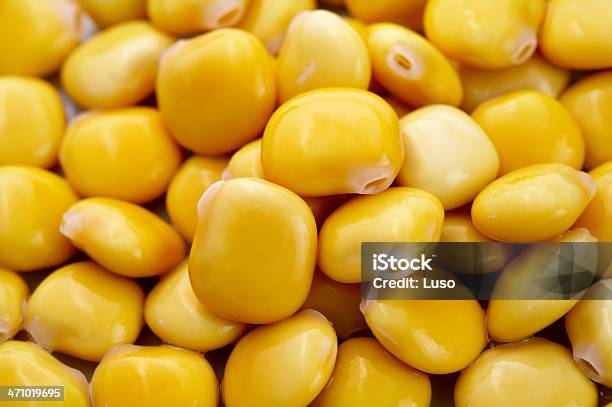 Yellow Lupine Stock Photo - Download Image Now - Lupine - Flower, Sweet Food, Vegetable