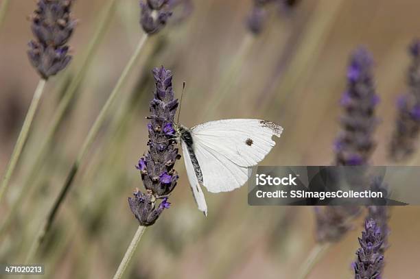 Photo libre de droit de Blanc Papillon Sur Fleur Violet banque d'images et plus d'images libres de droit de Aile d'animal - Aile d'animal, Animaux à l'état sauvage, Antennes