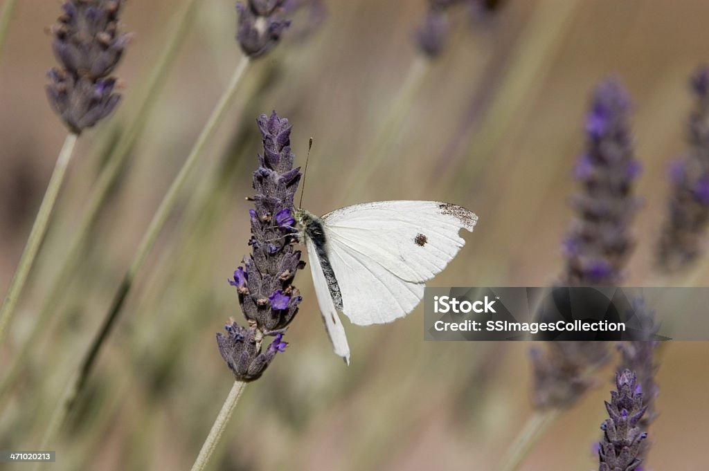 White Butterfly na Purple Flower - Zbiór zdjęć royalty-free (Australia)