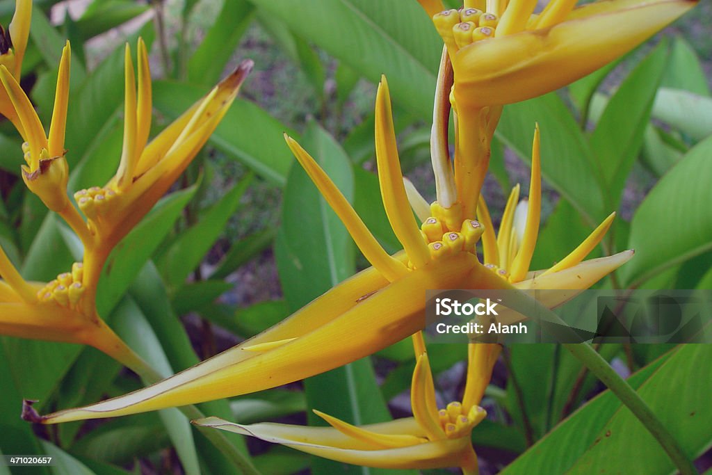 Aves do paraíso de Flores - Royalty-free Amarelo Foto de stock