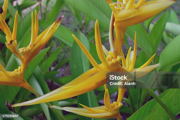 Aves Do Paraíso De Flores - Fotografias de stock e mais imagens de Amarelo - Amarelo, Cor verde, Desporto