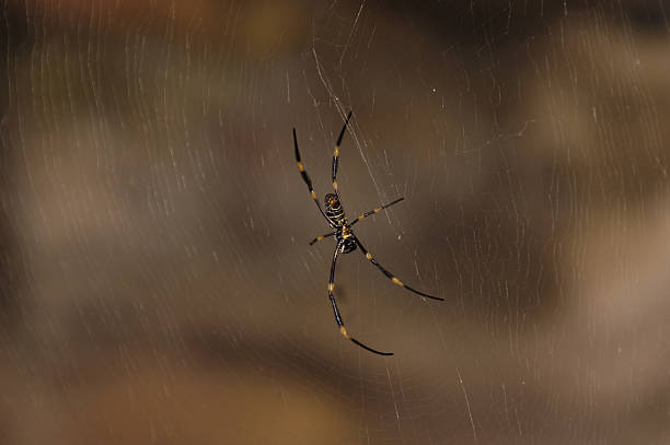 Black & Orange Spider  spider spider web large travel locations stock pictures, royalty-free photos & images