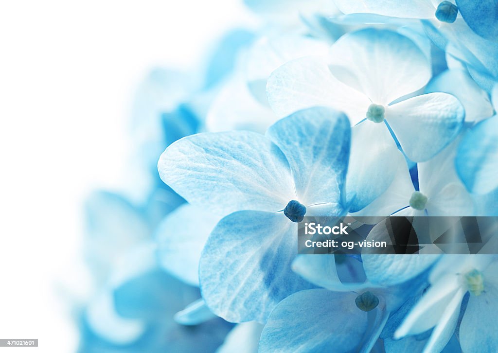 Hidrângea Flores de fundo - Royalty-free Azul Foto de stock