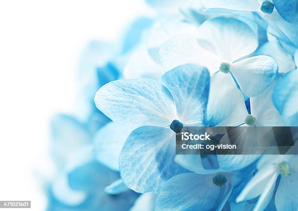 Hidrângea Flores De Fundo - Fotografias de stock e mais imagens de Azul - Azul, Carinhoso, Conceito