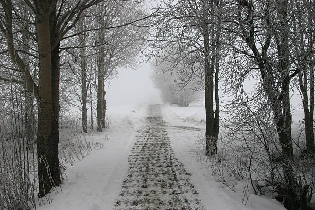 Pathway through winter forest stock photo