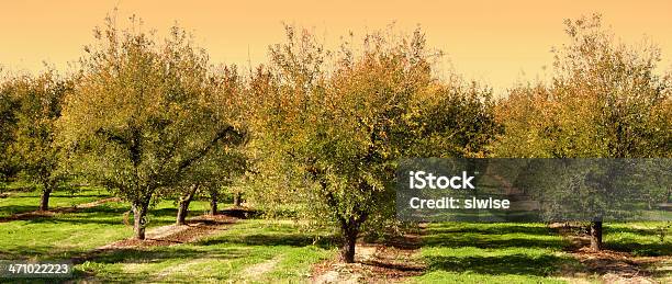 Frutteto Di Pesca - Fotografie stock e altre immagini di Agricoltura - Agricoltura, Albero, Ambientazione esterna