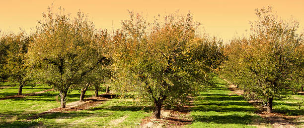 Peach Orchard stock photo