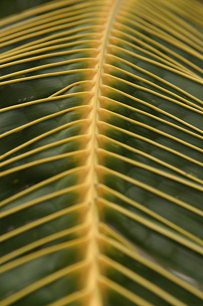 Palm de perto - fotografia de stock