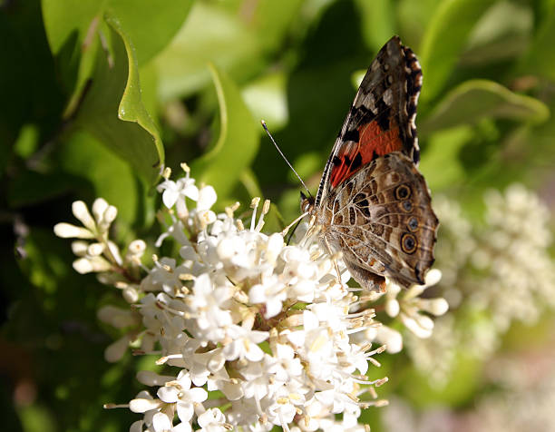 Peaceful Butterfly stock photo