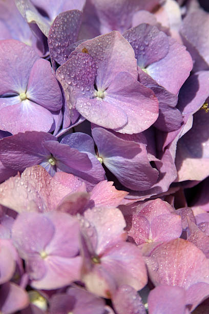 hortensia violet - hortense photos et images de collection