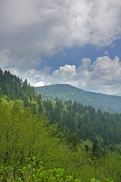 frühling, clingmans dome, great smoky die berge von np - south highlands stock-fotos und bilder