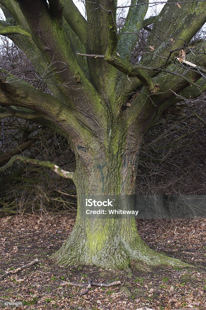 Tronco de árvore com raízes e fundamentos base sólida - Foto de stock de Barulho royalty-free