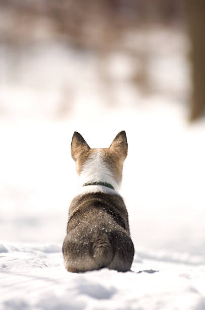 Swedish Vallhund \