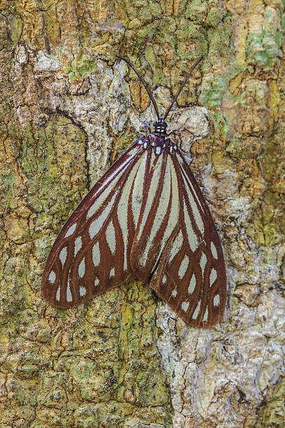 istock Close up of moth 471025456
